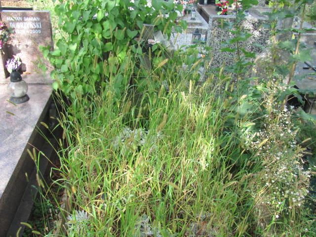  NN Warszawa Włochy - Grobonet - Wyszukiwarka osób pochowanych